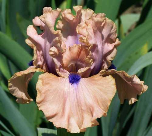 Photo of Intermediate Bearded Iris (Iris 'Bahama Blues') uploaded by Calif_Sue
