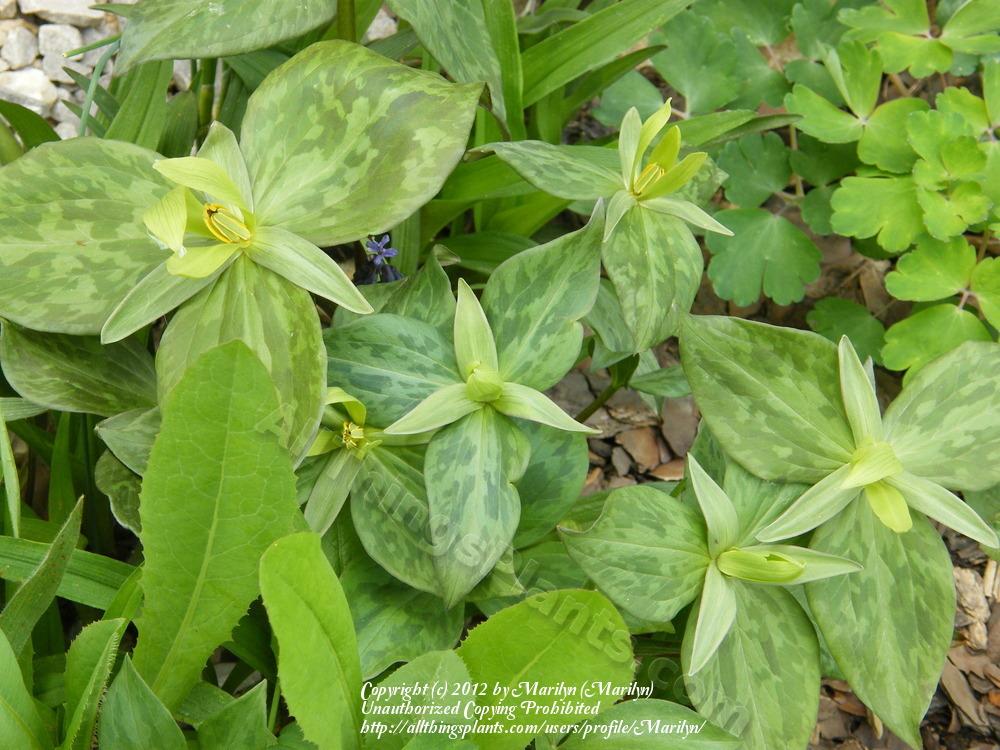 Photo of Yellow Trillium (Trillium luteum) uploaded by Marilyn