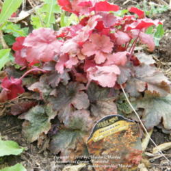 Location: My garden in Kentucky
Date: 2012-03-28
Planted last year.