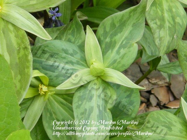 Photo of Yellow Trillium (Trillium luteum) uploaded by Marilyn