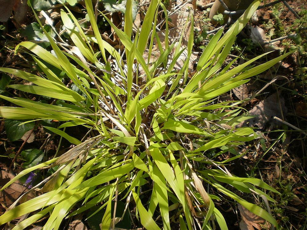 Photo of Japanese Forest Grass (Hakonechloa macra 'All Gold') uploaded by SongofJoy