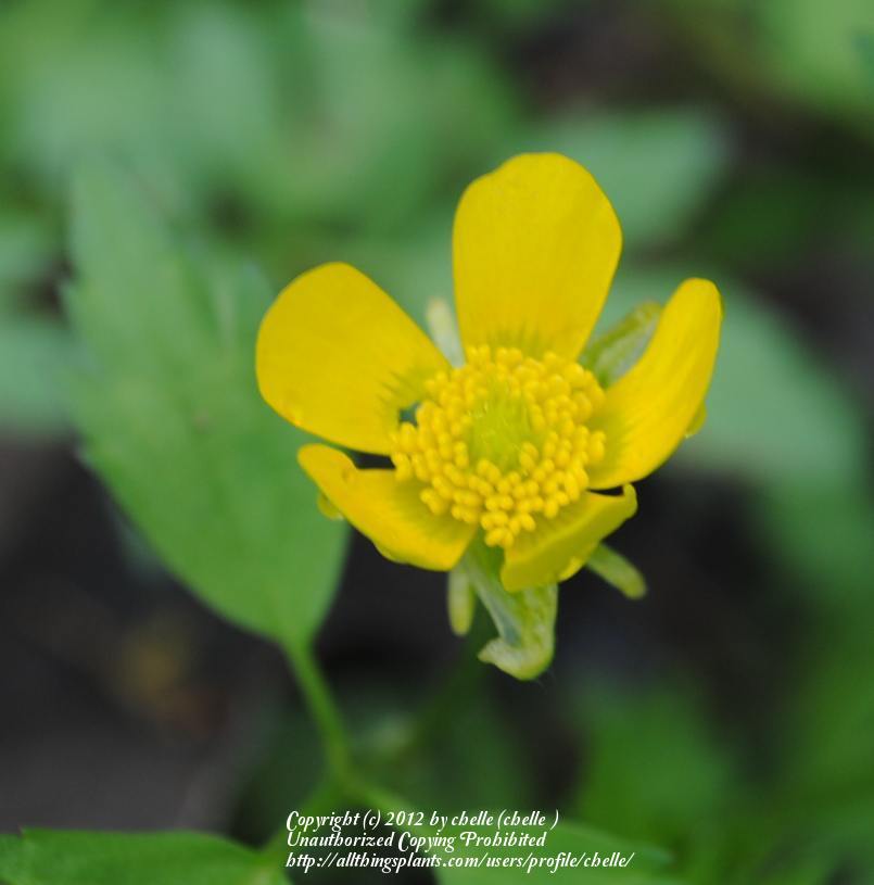 Photo of Hispid Buttercup (Ranunculus hispidus) uploaded by chelle