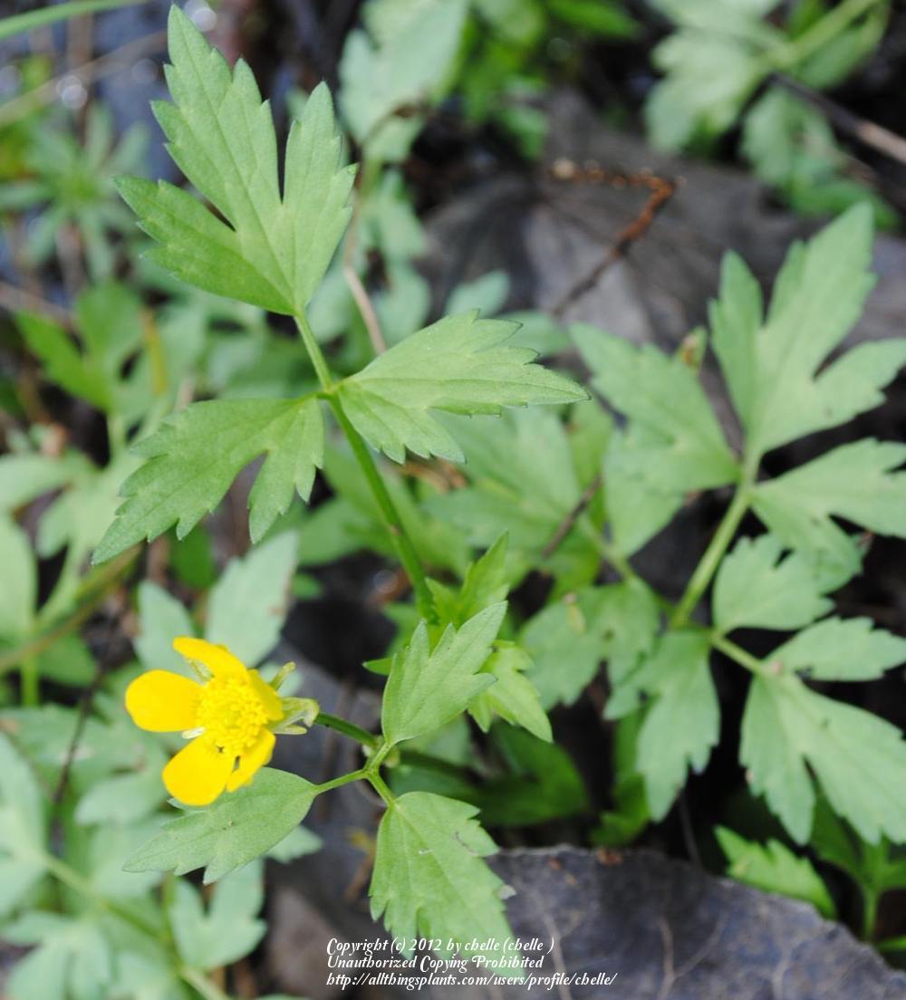 Photo of Hispid Buttercup (Ranunculus hispidus) uploaded by chelle