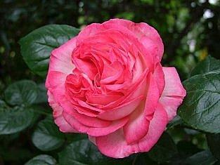 Photo of Rose (Rosa 'Antike 89') uploaded by goldfinch4