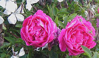 Photo of Rose (Rosa 'Madame Isaac Pereire') uploaded by goldfinch4