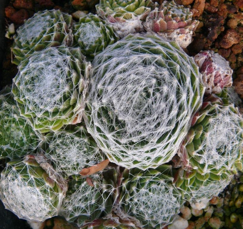 Photo of Hen and Chicks (Sempervivum 'Zilver Olympic') uploaded by valleylynn