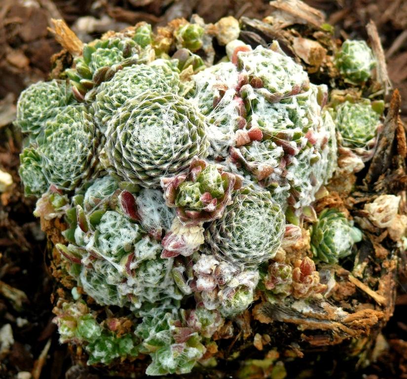 Photo of Hen and Chicks (Sempervivum 'Silver Cup') uploaded by valleylynn