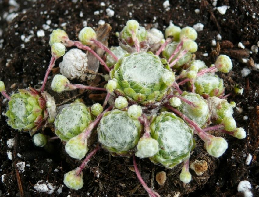 Photo of Hen and Chicks (Sempervivum 'Zilver Olympic') uploaded by valleylynn