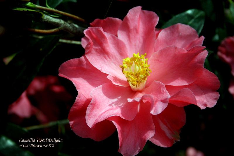 Photo of Hybrid Camellia (Camellia 'Coral Delight') uploaded by Calif_Sue