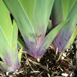 
Date: 2012-03-28
Purple based foliage