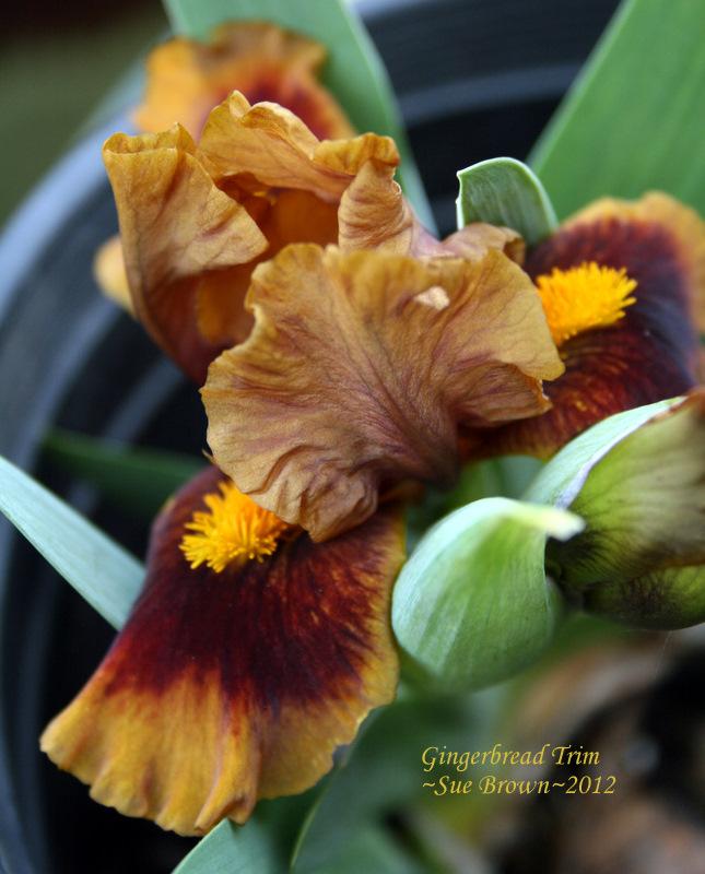 Photo of Standard Dwarf Bearded Iris (Iris 'Gingerbread Trim') uploaded by Calif_Sue
