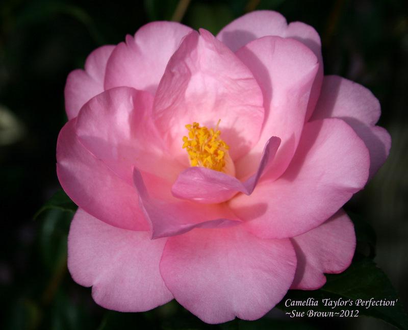 Photo of Camellia 'Taylor's Perfection' uploaded by Calif_Sue