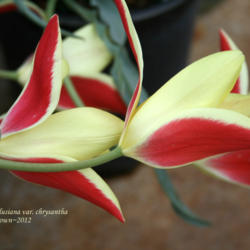 Location: At a local nursery
Date: 2012-03-28