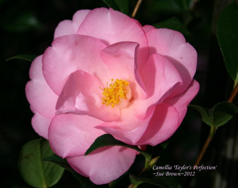 Photo of Camellia 'Taylor's Perfection' uploaded by Calif_Sue