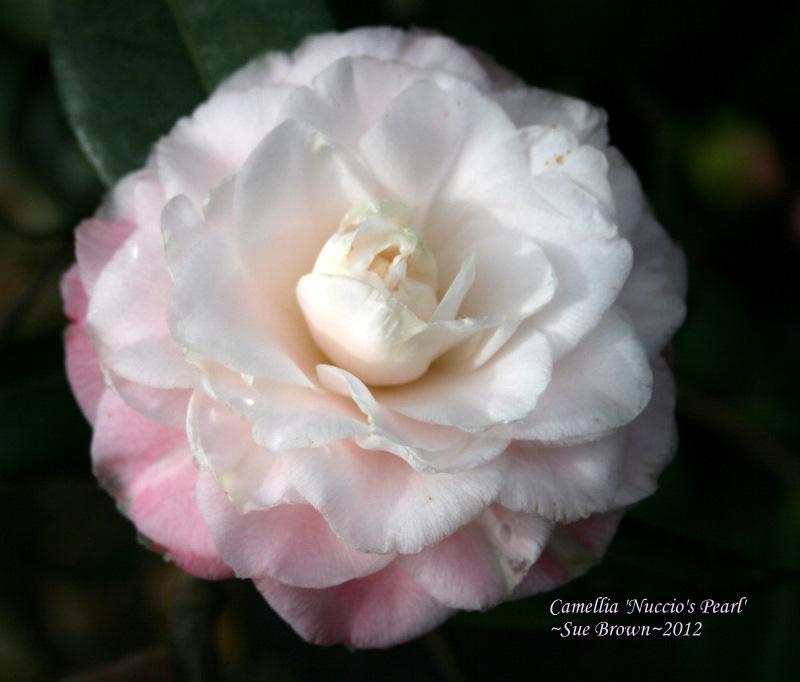 Photo of Japanese Camellia (Camellia japonica 'Nuccio's Pearl') uploaded by Calif_Sue