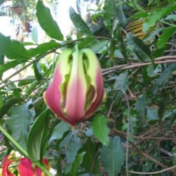 Location: Southwest Florida
Date: March 2012
This is a bud just about to open.