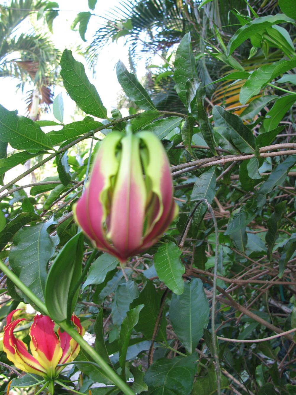 Photo of Gloriosa Lily (Gloriosa superba) uploaded by Dutchlady1