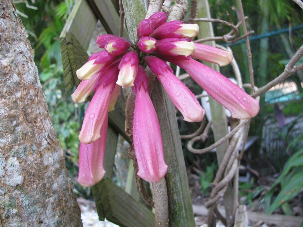 Photo of New Guinea Trumpet Vine (Tecomanthe dendrophila) uploaded by Dutchlady1