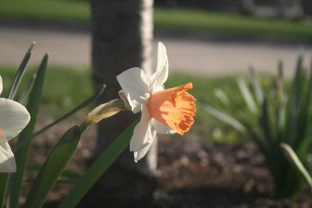 Photo of Large-cupped Daffodil (Narcissus 'Chromacolor') uploaded by KentPfeiffer