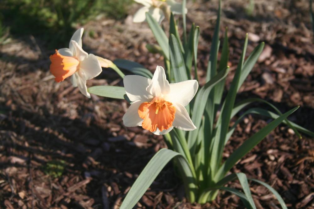 Photo of Large-cupped Daffodil (Narcissus 'Chromacolor') uploaded by KentPfeiffer