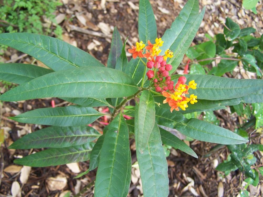 Photo of Tropical Milkweed (Asclepias curassavica) uploaded by LindaTX8