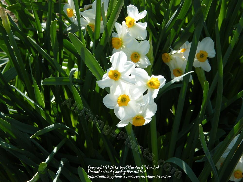 Photo of Daffodil (Narcissus 'Geranium') uploaded by Marilyn
