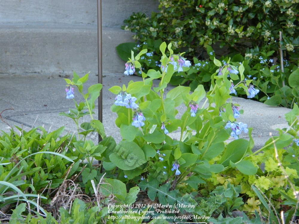 Photo of Virginia Bluebells (Mertensia virginica) uploaded by Marilyn