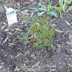 Location: My garden in Kentucky
Date: 2012-03-27
Planted in 2011