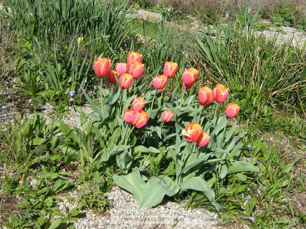 Photo of Darwin Hybrid Tulip (Tulipa 'Ad Rem') uploaded by Marilyn
