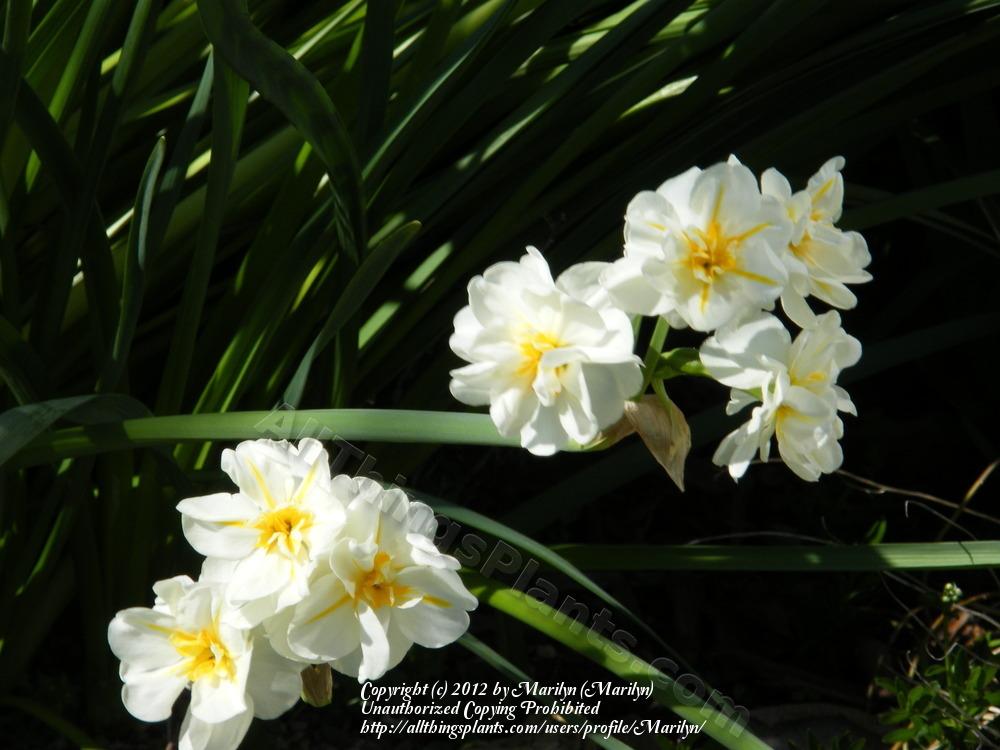 Photo of Double Daffodil (Narcissus 'Sir Winston Churchill') uploaded by Marilyn