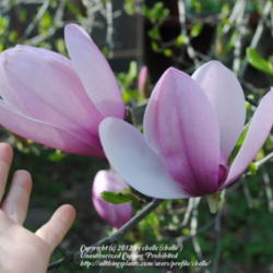 Location: My Northeastern Indiana Gardens - Zone 5b
Date: 2012-03-25
Large and fragrant  blooms in a cold hardy Magnolia