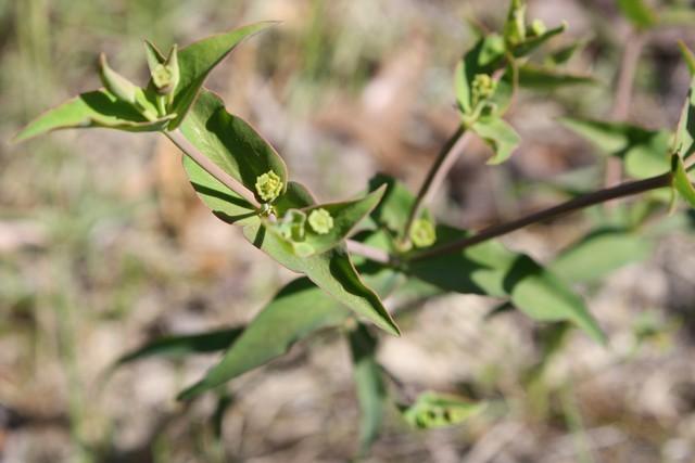 Photo of Greater Florida Spurge (Euphorbia floridana) uploaded by gingin