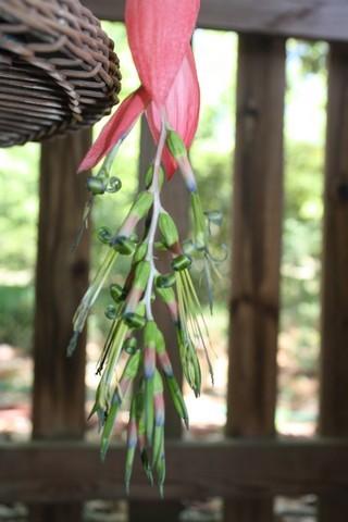 Photo of Queen's Tears (Billbergia nutans) uploaded by gingin
