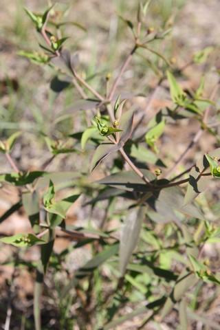 Photo of Greater Florida Spurge (Euphorbia floridana) uploaded by gingin