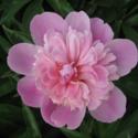 All About Herbaceous Peonies
