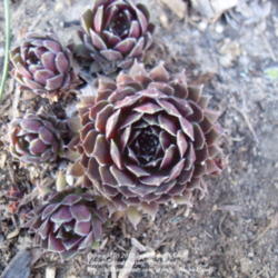 Location: Zone 5 (full sun) xeric garden
Date: 2012-03-28
Denver, CO