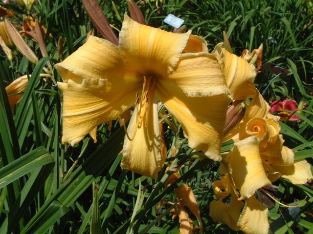 Photo of Daylily (Hemerocallis 'Go for Baroque') uploaded by vic