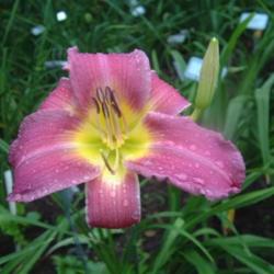 
Date: 2006-08-09
Photo Courtesy of Nova Scotia Daylilies Used with Permission