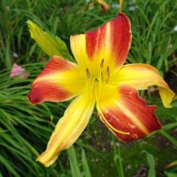 
Date: 2011-08-09
Photo Courtesy of Nova Scotia Daylilies Used with Permission