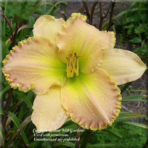 Photo of Daylily (Hemerocallis 'Debbie's Vows') uploaded by vic