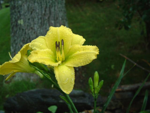 Photo of Daylily (Hemerocallis 'Green Flutter') uploaded by vic