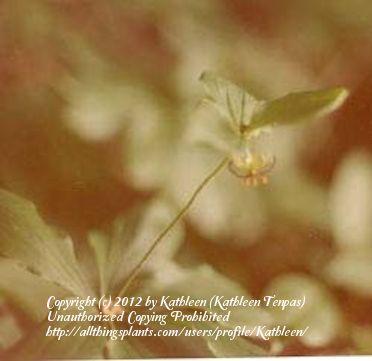Photo of Indian Cucumber Root (Medeola virginiana) uploaded by Kathleen
