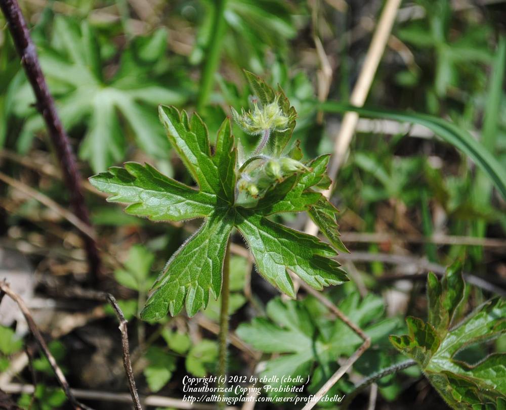 Photo of Wild Geranium (Geranium maculatum) uploaded by chelle