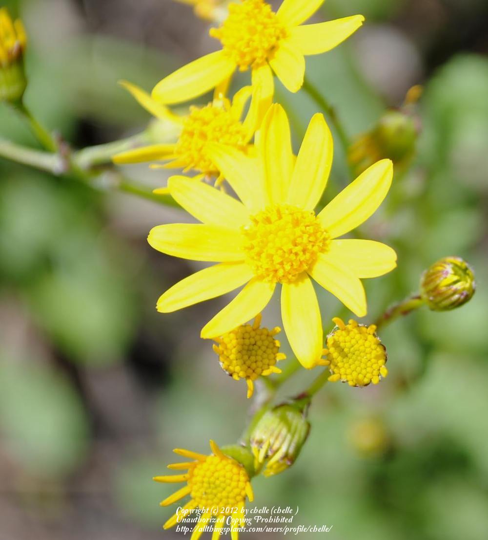 Photo of Butterweed (Packera glabella) uploaded by chelle