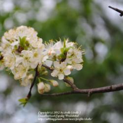 Location: My Northeastern Indiana Gardens - Zone 5b
Date: 2012-03-29
Branch section with thorn and bloom cluster