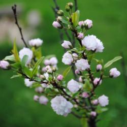 Location: My Northeastern Indiana Gardens - Zone 5b
Date: 2012-03-29
Branch section with blooms