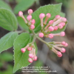 Location: My Northeastern Indiana Gardens - Zone 5b
Date: 2012-03-29
Bloom buds