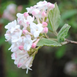Location: My Northeastern Indiana Gardens - Zone 5b
Date: 2012-03-29
Bloom cluster