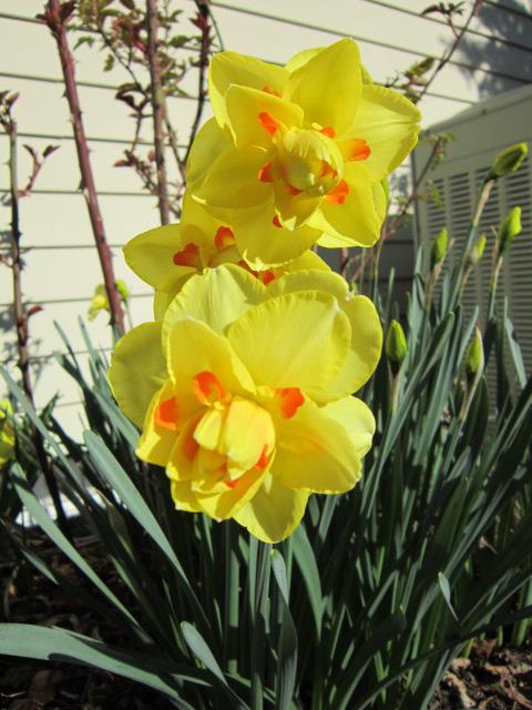 Photo of Double Daffodil (Narcissus 'Tahiti') uploaded by ge1836