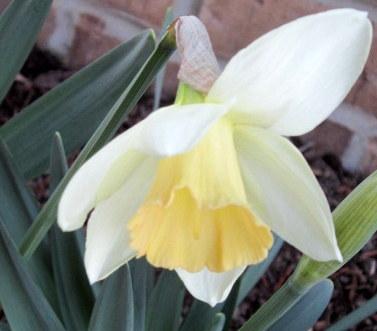 Photo of Large-cupped Daffodil (Narcissus 'Salome') uploaded by ge1836